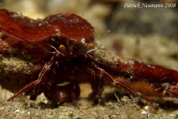 Also Crabs in Anilao :) taken wit Canon 400D/Hugyfot hous... by Patrick Neumann 